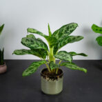 aglaonema-calypso