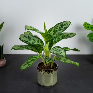aglaonema-calypso