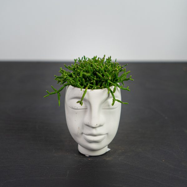 rhipsalis w osłonce białej patyczak rhipsalis w osłonce białej patyczak
