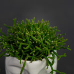 rhipsalis w osłonce białej