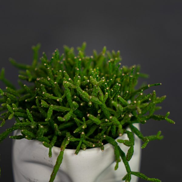 rhipsalis w osłonce białej rhipsalis w osłonce białej