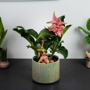 Medinilla j’adore dolce vita