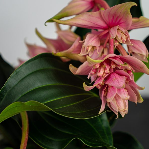 Medinilla j’adore dolce vita Medinilla j’adore dolce vita