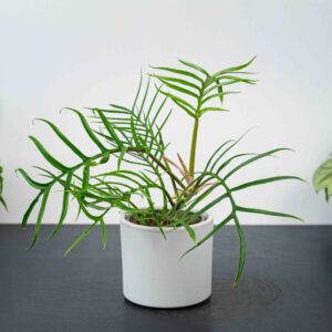 philodendron-tortum