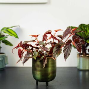 begonia-polka-dot-pink-benigo