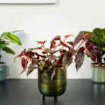 begonia-polka-dot-pink-benigo