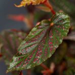 begonia-polka-dot-pink-benigo
