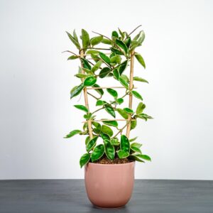 Hoya carnosa krimson queen na drabince