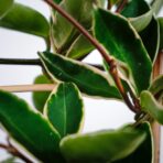 Hoya carnosa krimson queen na drabince2