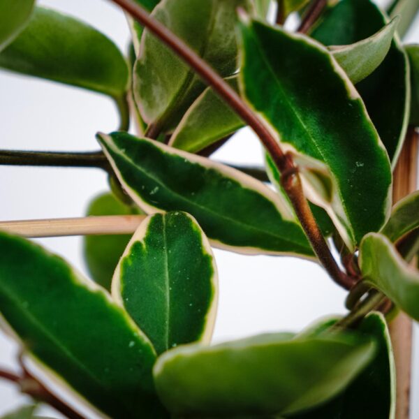 Hoya carnosa krimson queen na drabince2 Hoya carnosa krimson queen na drabince2