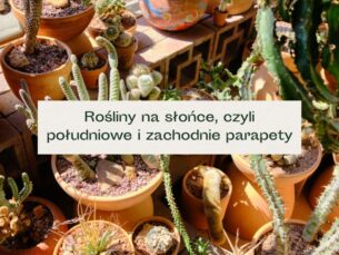 Kaktusy i sukulenty w glinianych doniczkach