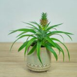ananas-champaca