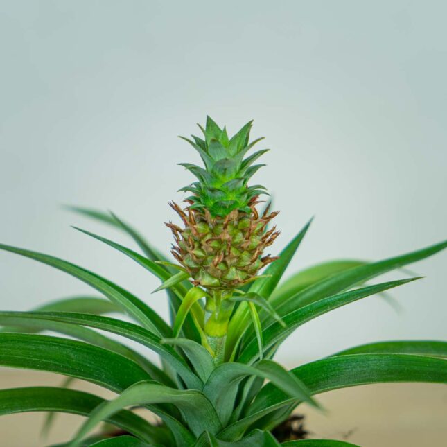 ananas-champaca (2) ananas-champaca