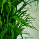 areka-palma-dypsis-lutescens