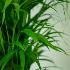 areka-palma-dypsis-lutescens