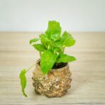 calathea-network-baby