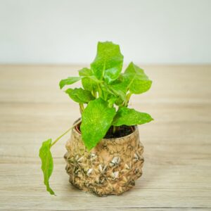 calathea-network-baby