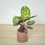 calathea-roseopicta-cora