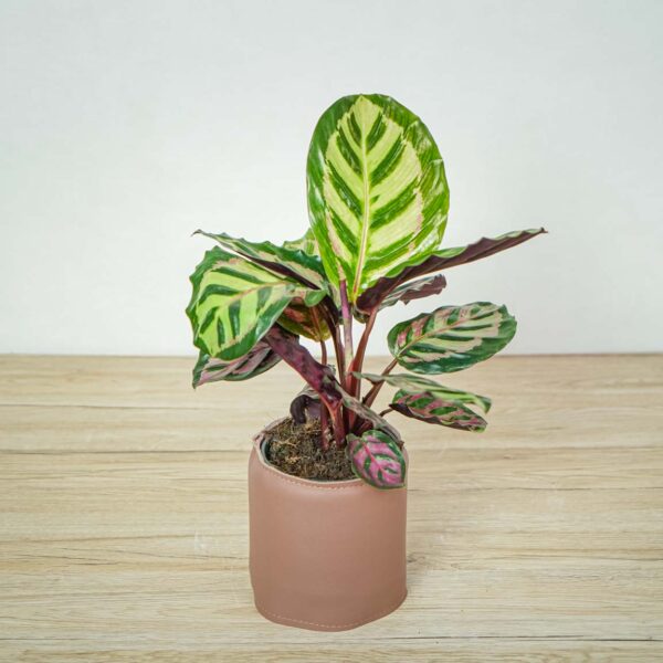 calathea-roseopicta-cora