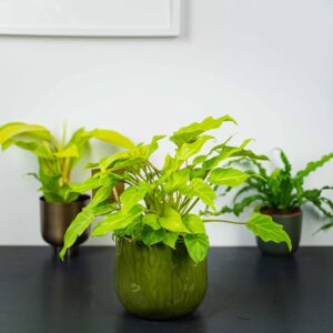 philodendron-xanadu-gold
