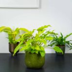 philodendron-xanadu-gold