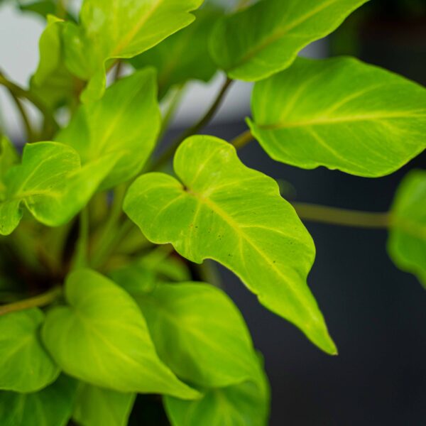 philodendron-xanadu-gold philodendron-xanadu-gold