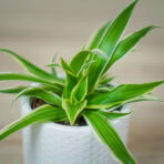 zielistka-ocean-baby-chlorophytum-comosum