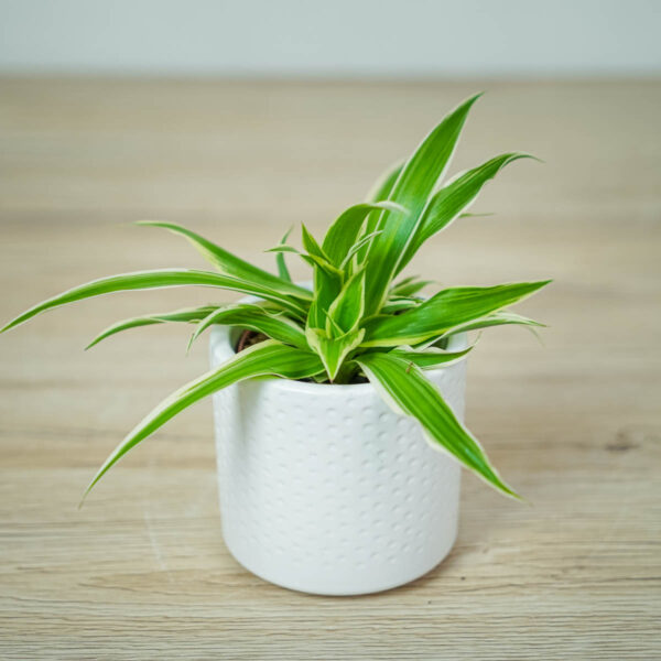 zielistka-ocean-baby-chlorophytum-comosum zielistka-ocean-baby-chlorophytum-comosum