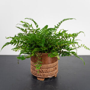 paprotnik-chinski-polystichum-tsus-simense