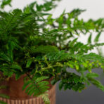 paprotnik-chinski-polystichum-tsus-simense