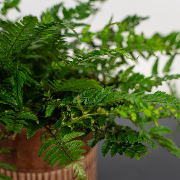 paprotnik-chinski-polystichum-tsus-simense paprotnik-chinski-polystichum-tsus-simense