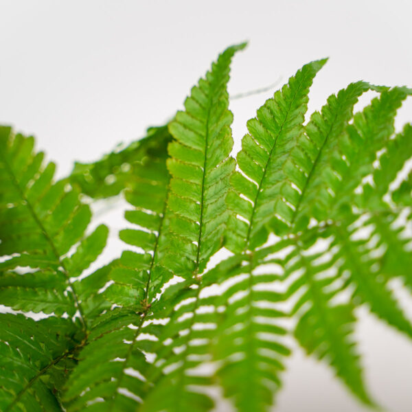 paproc-narecznica-dryopteris-erythrosora paproc-narecznica-dryopteris-erythrosora