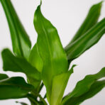 dracena-fragrans-steudneri-dracaena