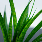 sansevieria-kirkii