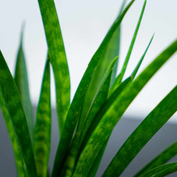 sansevieria-kirkii sansevieria-kirkii