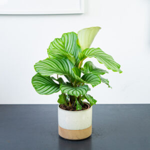calathea-orbifolia