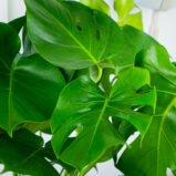 monstera-deliciosa