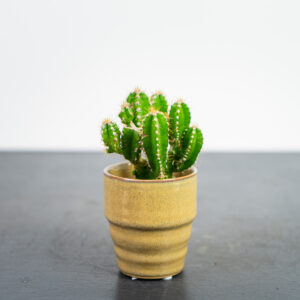 cereus-repandus-florida-baby