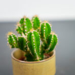 cereus-repandus-florida-baby