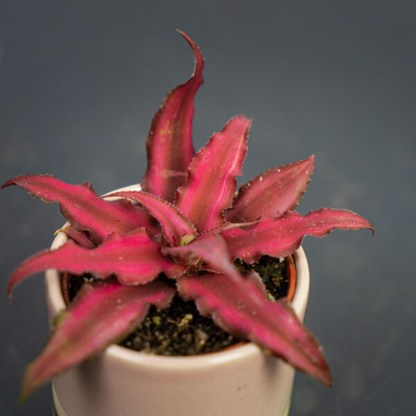 skrytokwiat-red-star-cryptanthus-bivittatus skrytokwiat-red-star-cryptanthus-bivittatus