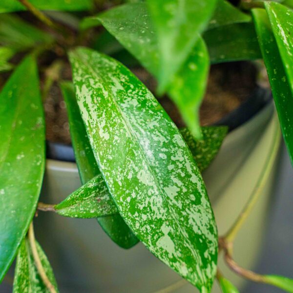 hoya-pubicalyx hoya-pubicalyx