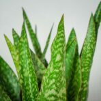 sansevieria-aubrytiana-dragon