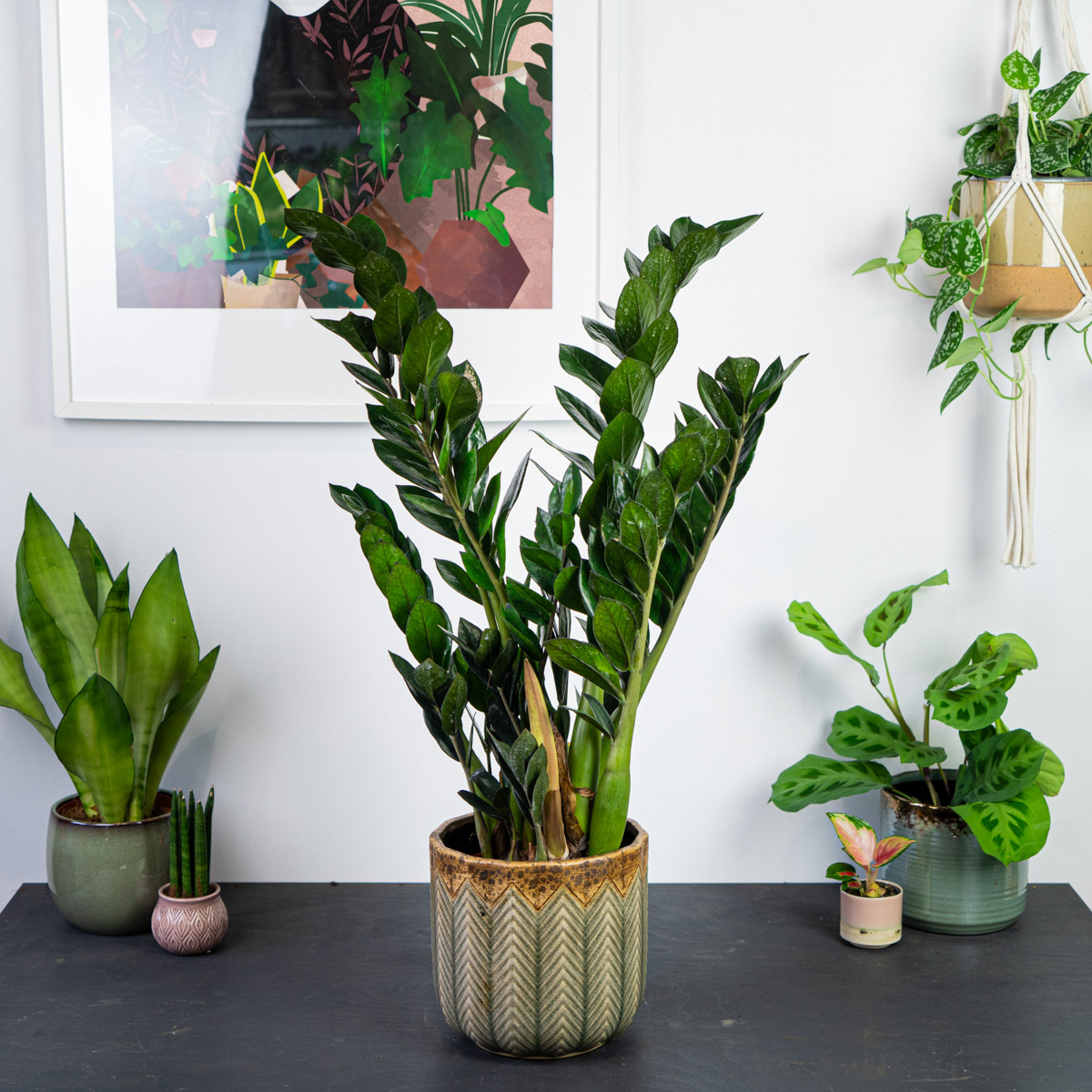 Zamioculcas (Zamiokulkas)
