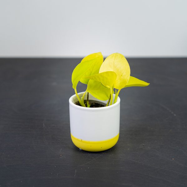 epipremnum-golden-pothos-baby epipremnum-golden-pothos-baby