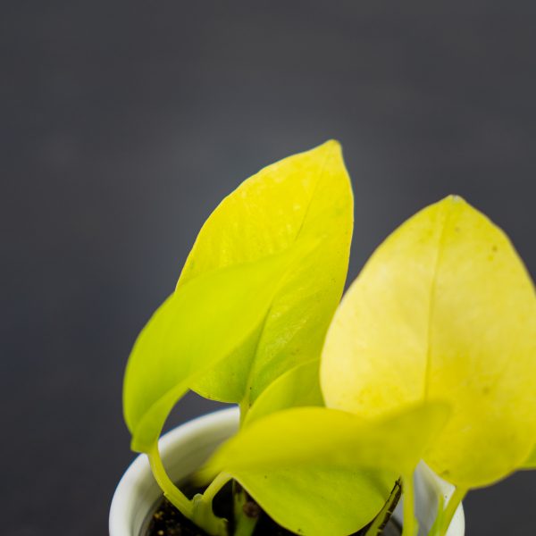 epipremnum-golden-pothos-baby epipremnum-golden-pothos-baby