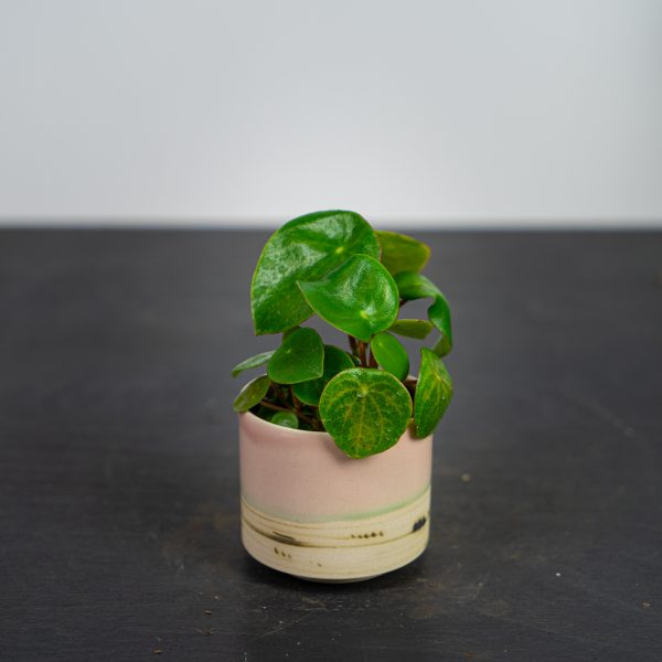 peperomia-raindrop-baby peperomia-raindrop-baby