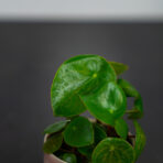 peperomia-raindrop-baby