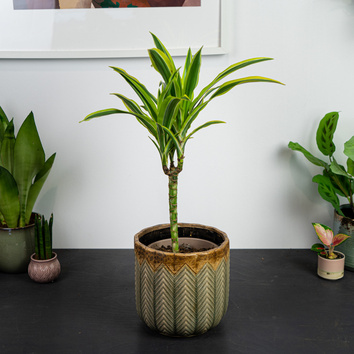 Dracena lemon lime