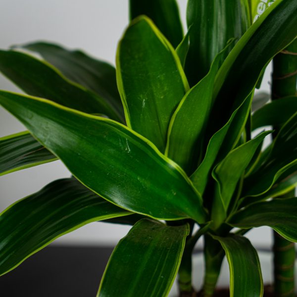 dracena-fragrans-deremensis-art-dracaena dracena-fragrans-deremensis-art-dracaena