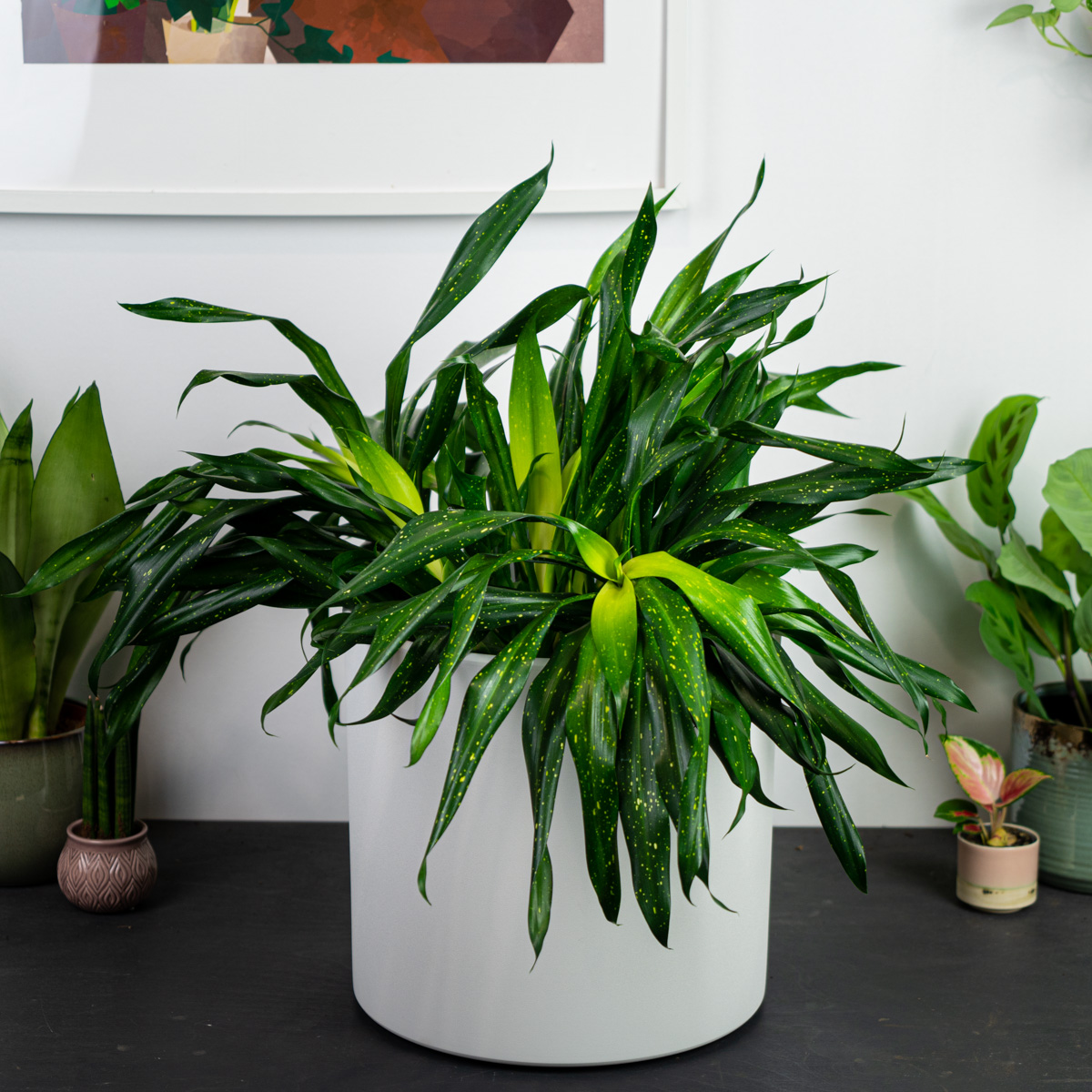Dravieria fireflies green